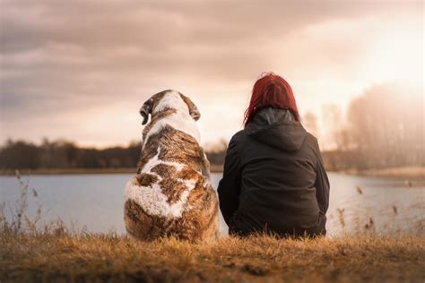 ドッグラン 無料：犬と人間の絆を深める新たなステージ