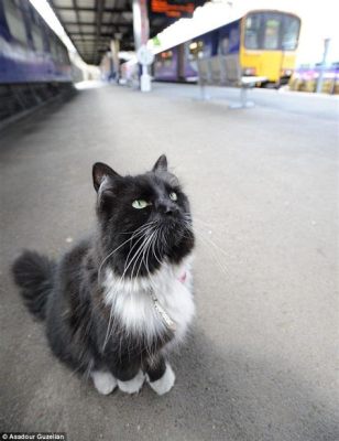 博多駅 ドラッグストア なぜか駅のホームで見かける猫の話