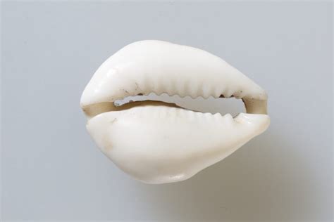 The Cowrie Shell: A Tale Exploring Thai Superstition and the Desire for Wealth!