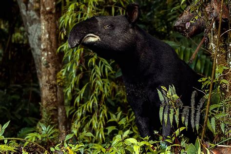 The Legend of the Wandering Tapir - A Tale Steeped in Colombian Magic and the Importance of Sharing