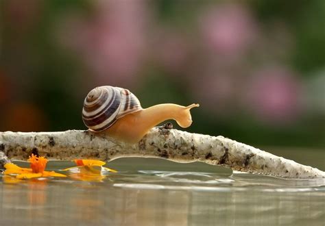 The Story of the Snail, an Unusual Hero Facing Remarkable Challenges!