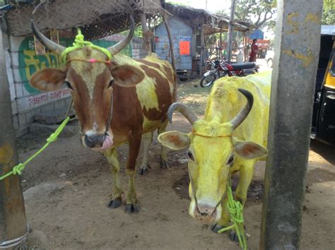 The Yellow Cow's Journey! A Journey into the Moral Heart of Ancient Pakistani Folklore.