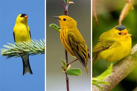 Yellow Bird, Yellow Bird! – A Mystical Tale of Transformation and Forgiveness from 12th Century Brazil